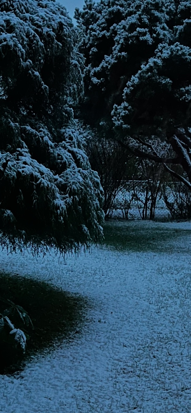 Blick in einen leicht angezuckerten, verschneiten Garten. Im Vordergrund ein großer Busch und Rasen, dahinter eine Fichte und Hecke.