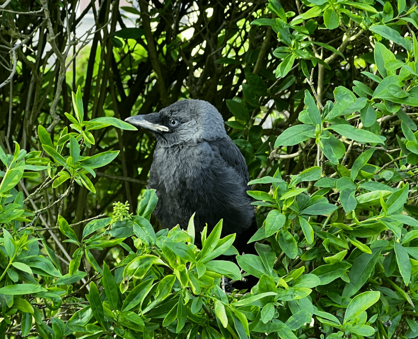 junger Rabenvogel