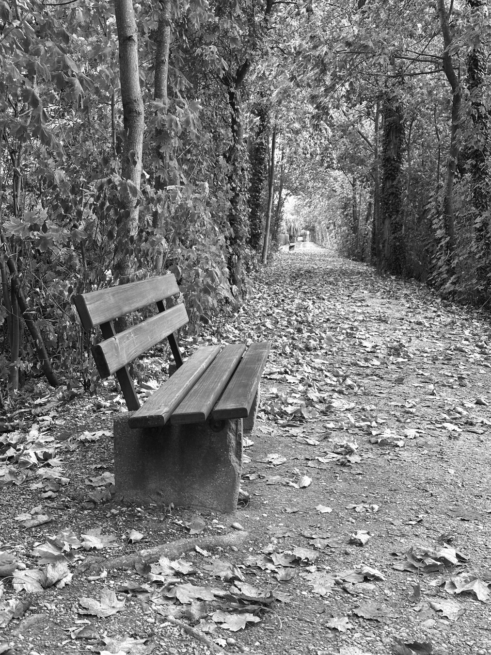 Monochrome photo of a wooden bench with some leves on it on a leaf-covered path through trees at a late autumn afternooon.