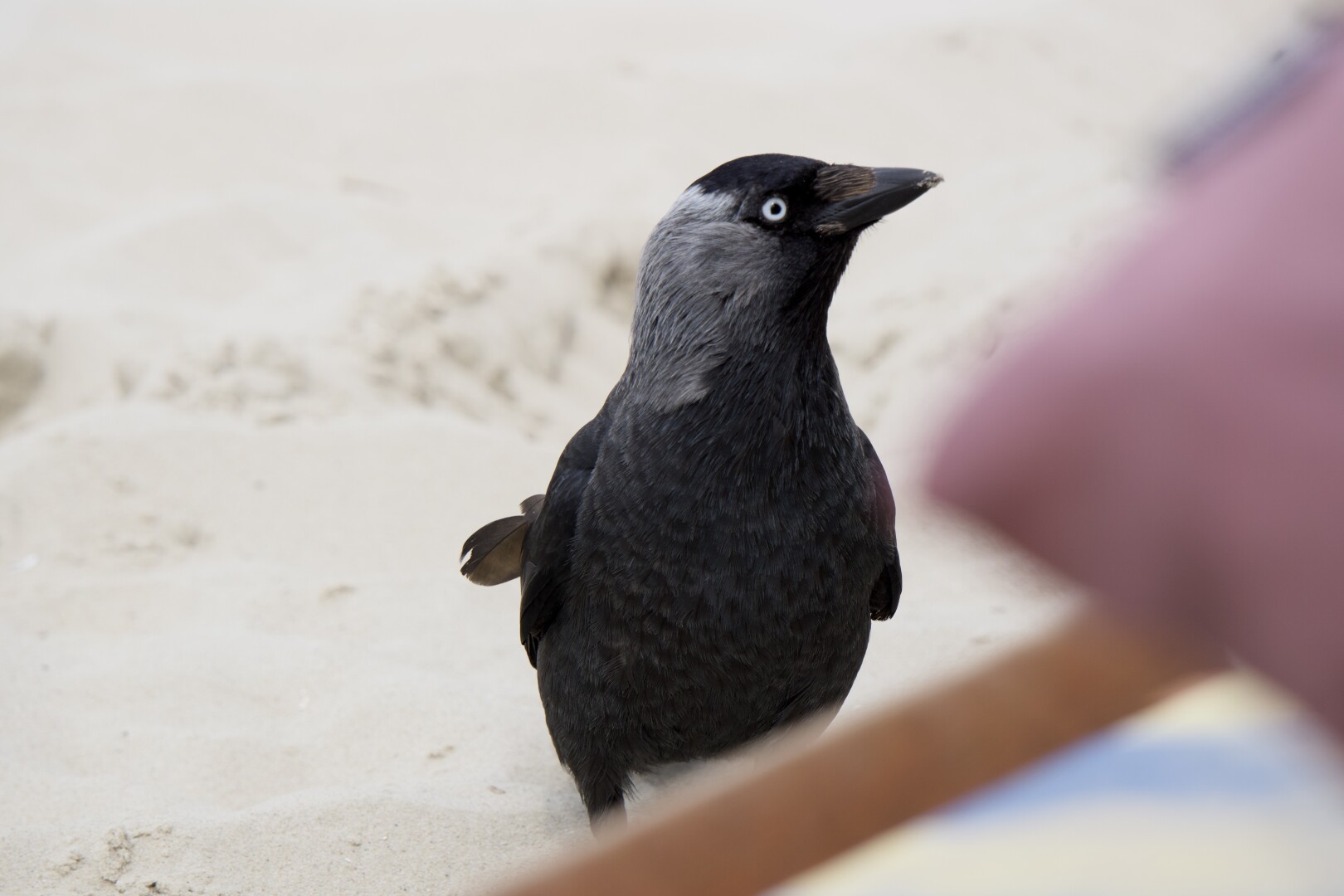 Auf #wangerooge haben sie Dohlen die Macht an sich gerissen.