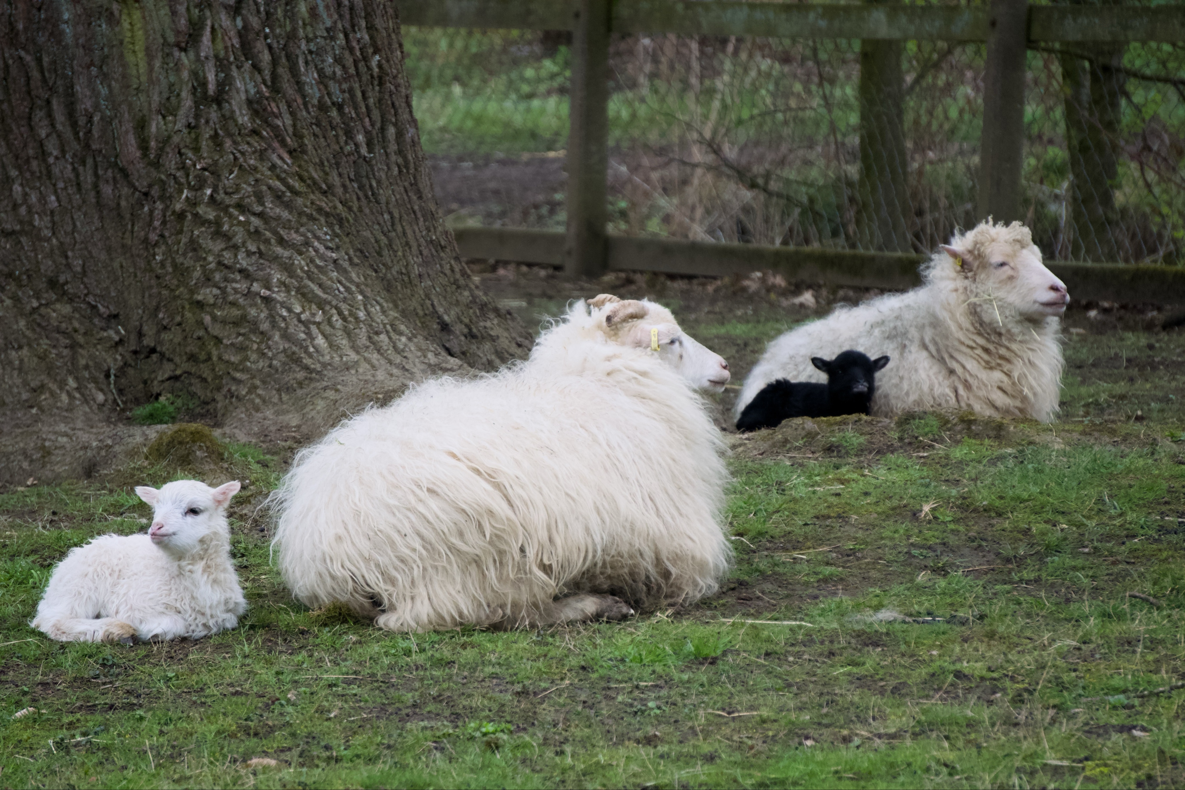 Im #bürgerpark in #bremen sind die Lämmer geschlüpft.