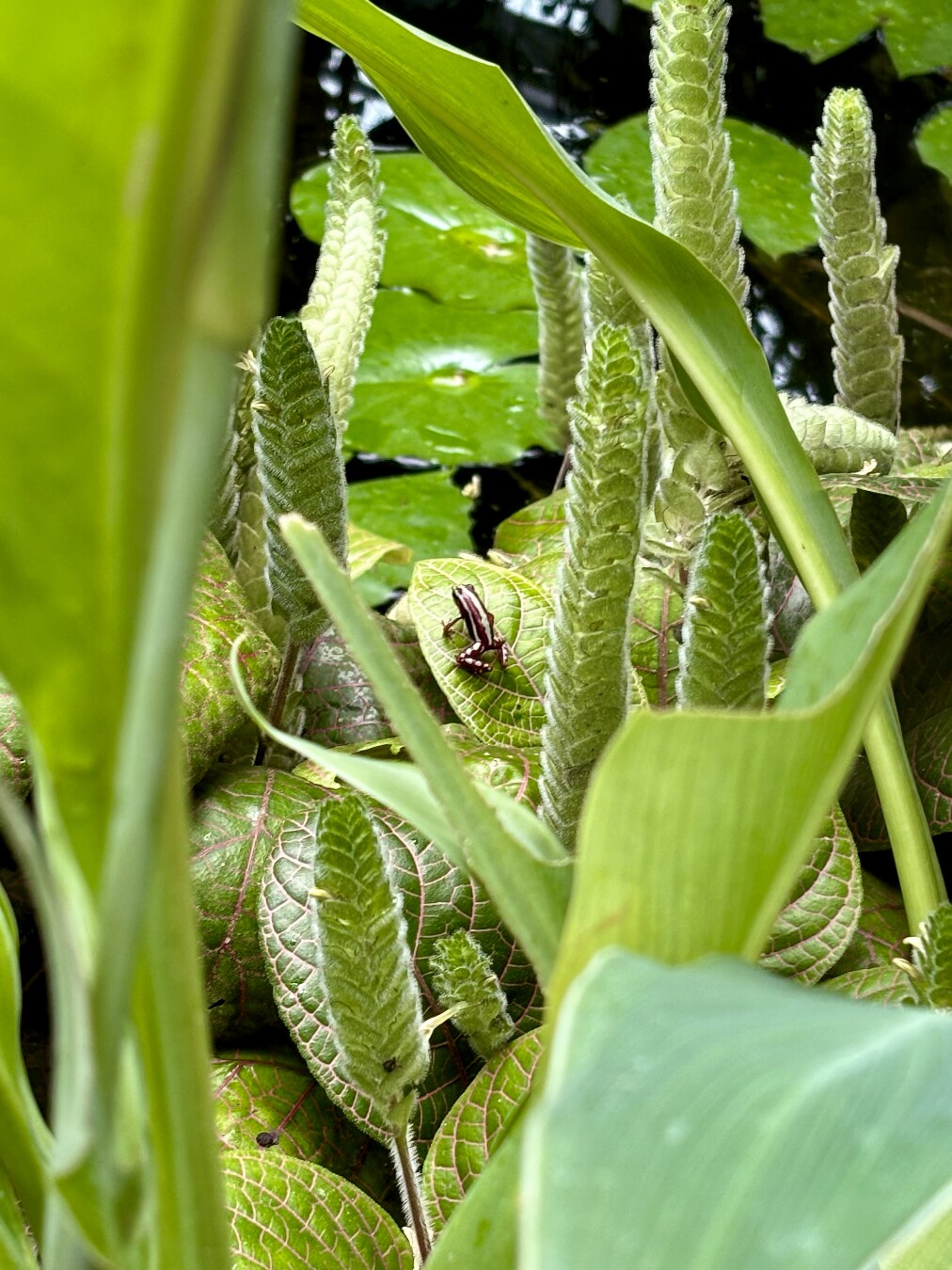 #frog