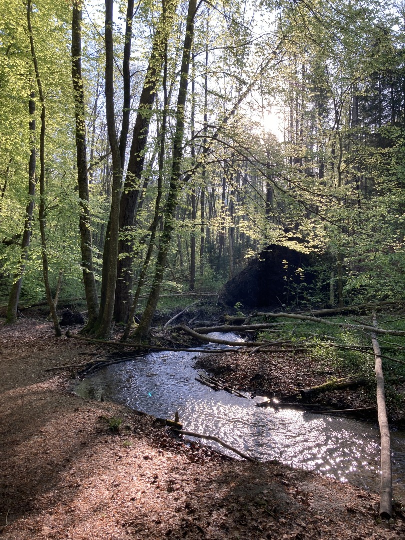 Ein Bach schlängelt sich durch den Wald