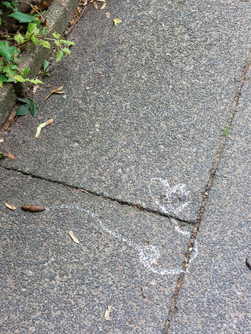 a snail made a heart with its trail.
