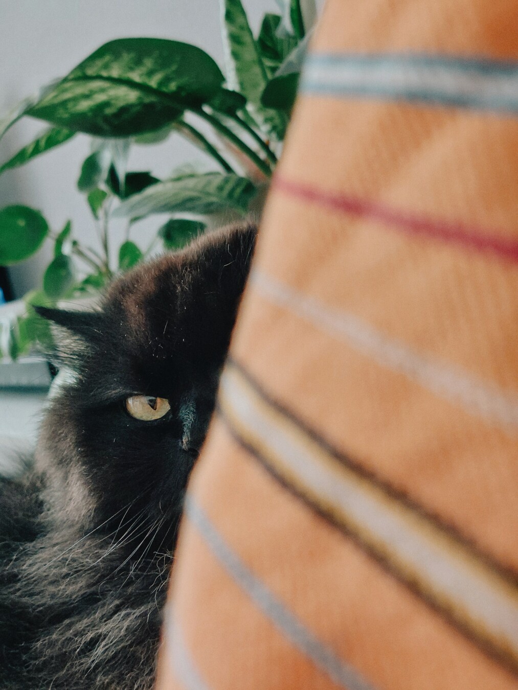 a black fluffy cat peeking with one eye behind a orange striped pillow. Behind her are numerous green plants.
