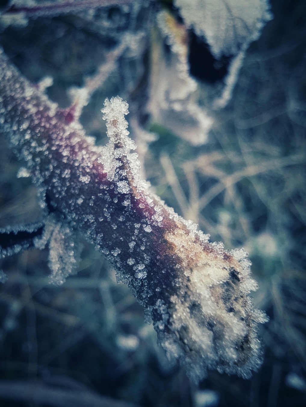 Eine Nahaufnahme von einem Ast, der voller Eiskristalle ist.