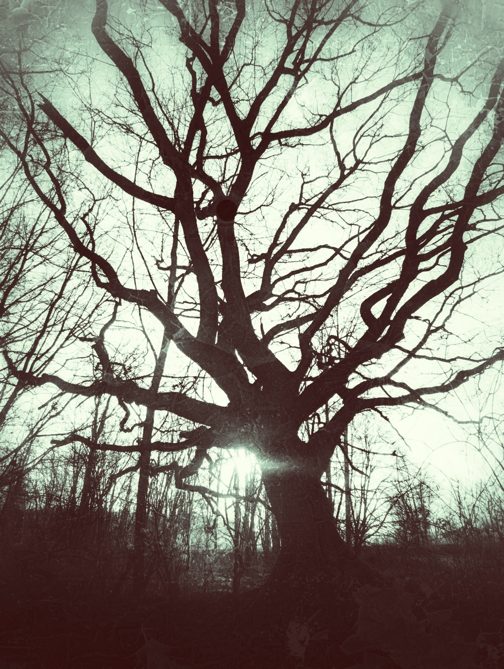 Ein großer, kahler Baum mit weit verzweigten Ästen steht in einer winterlichen Landschaft. Im Hintergrund ist die tiefstehende Sonne zu sehen, die ein wenig Licht durch die Äste scheinen lässt. Das Bild hat einen nostalgischen, sepiafarbenen Filter, der eine melancholische und geheimnisvolle Atmosphäre schafft.