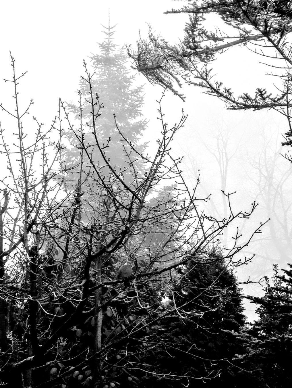 Ein schwarz-weißes Bild einer winterlichen Waldlandschaft. Im Vordergrund sind kahle Äste eines Baumes zu sehen, auf denen sich Raureif abgesetzt hat. Dahinter erheben sich verschwommene Tannenbäume, die in Nebel gehüllt sind. Der Hintergrund ist hell und neblig, wodurch die Szene eine ruhige und geheimnisvolle Atmosphäre erhält.