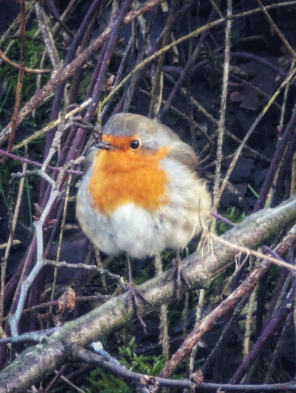 Ein Rotkehlchen sitzt auf einem Ast inmitten von dichten Zweigen. Das kleine Vogel hat ein leuchtend oranges Brustgefieder, während der Rest seines Körpers von weichen grauen und braunen Tönen dominiert wird. Der Hintergrund besteht aus einem Gewirr aus Ästen und Moos, was eine natürliche Umgebung darstellt.