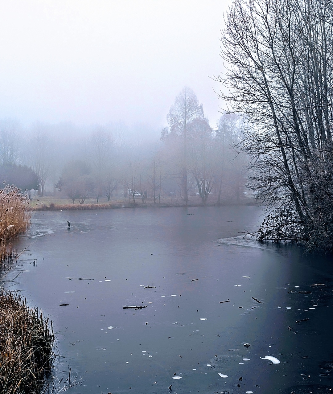 Ein zugefrorener See, eingerahmt von Sträuchern und Bäumen. Im Hintergrund sind Bäume im Nebel erkennbar. Auf der Wasseroberfläche sitzt ein Vogel, ist kaum zu erkennen