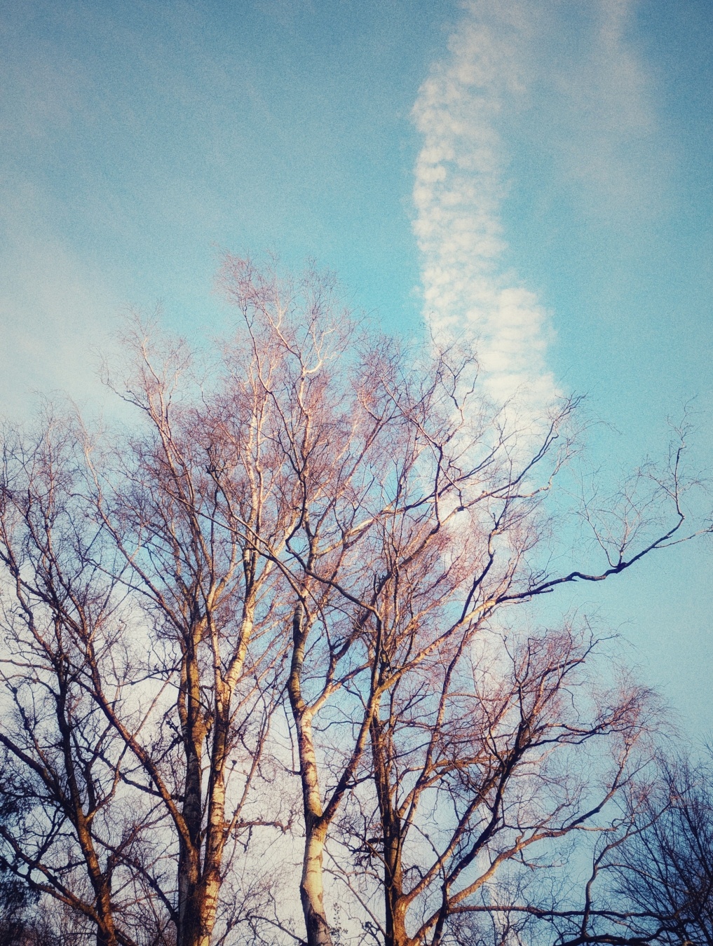 Ein Foto von mehreren hohen, kahlen Bäumen mit verzweigten Ästen, die sich gegen einen blauen Himmel abheben. Eine schmale, weiße Wolkenspur steigt in die Höhe, scheinbar aus den Baumkronen kommend. Die warmen Sonnenstrahlen beleuchten die Baumrinde und Äste.