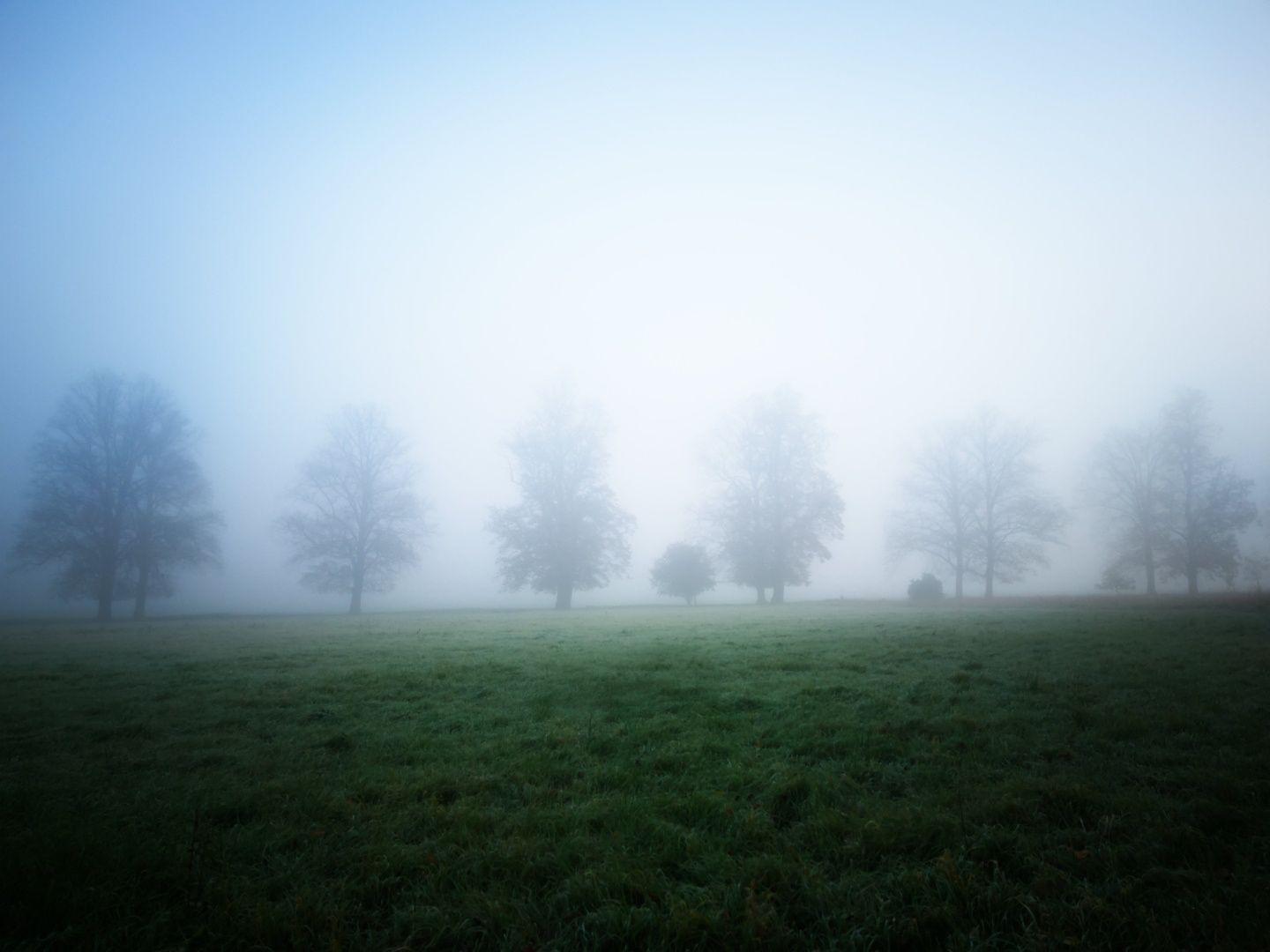 A foggy morning - in the distance, a row of trees line up, partially blending into the whitish background. In the foreground, some lawn can be seen.