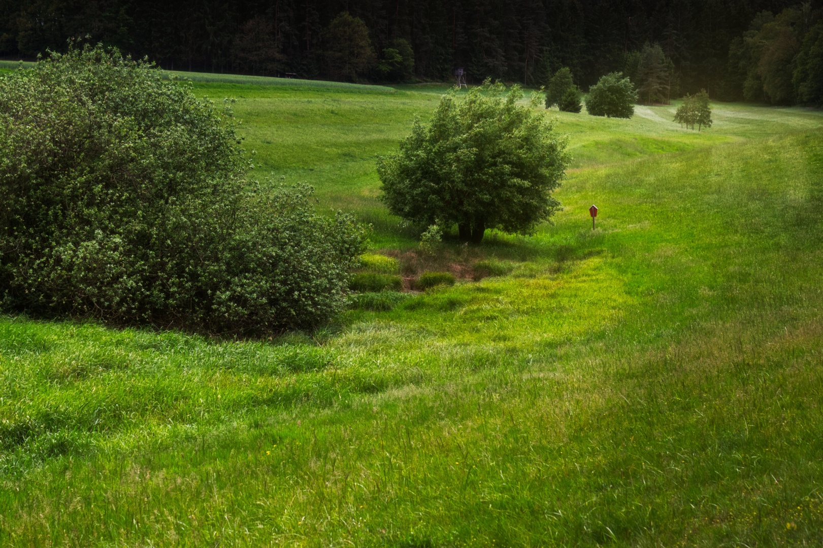 The image shows some fresh green fields in a hilly landscape. Along the fields, some trees and bushes grow. In the background, the scene ends in a front of dark trees of the surrounding forrest.