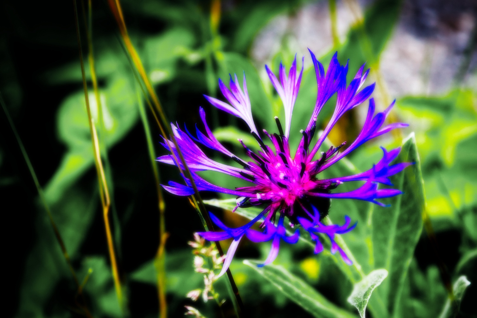 A close up picture of a nice, blue and pink flower (probably some kind of corn flower). It is surrounded by fresh green leaves and grass, which is slightly blurred out.