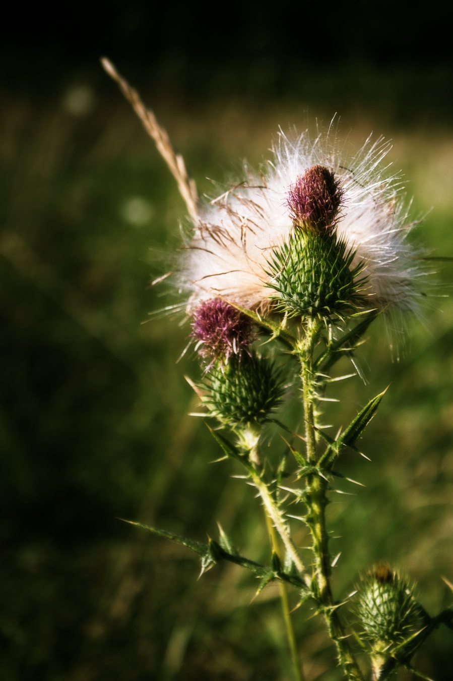 Close up of a thistle - some of the flowers already bloomed and now rather show a soft fluff, which is a stark contrast to the otherwise thorny plant.