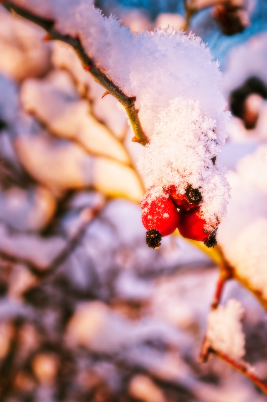 A close up of a three rose hips. It is winter and they are covered in snow. As its early in the morning, the rising sun tints the snow in a warm, orange light.