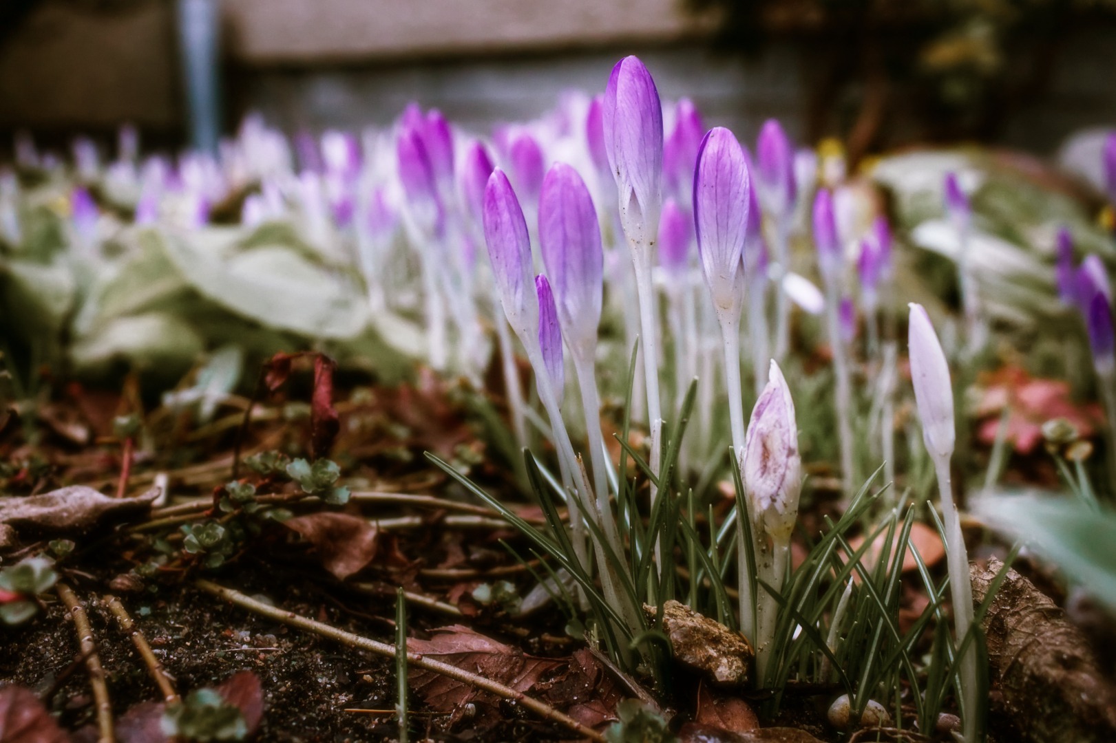 A close up photo of some blue/lilac crocus flowers - they belong to the first flowers that can be seen here after winter.