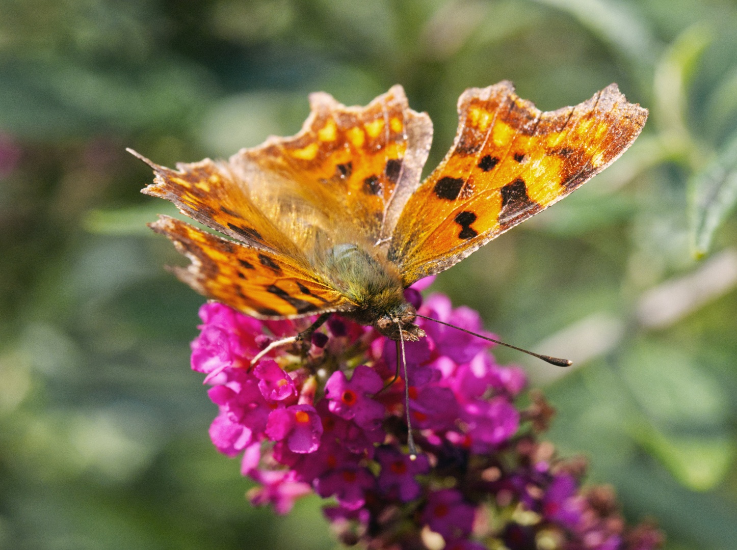 Comma butterfly opening its orange wings on a violet flower