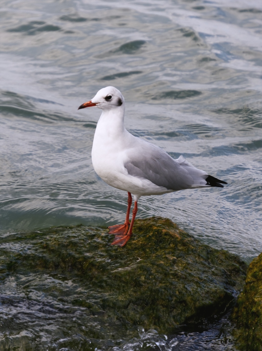 Bonaparte‘s gull standing on a stone at the coastline of a sea