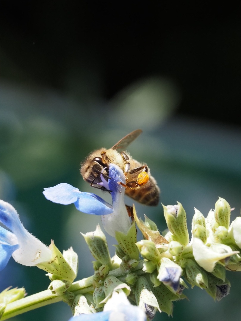 Bee collecting pollen from a blue blossom