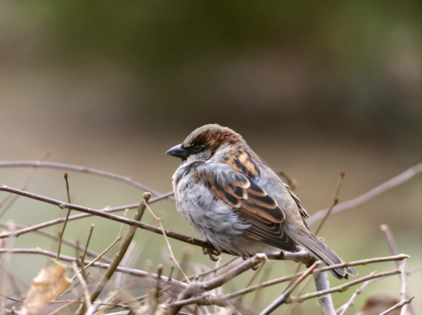 Sparrow sitting on twigs