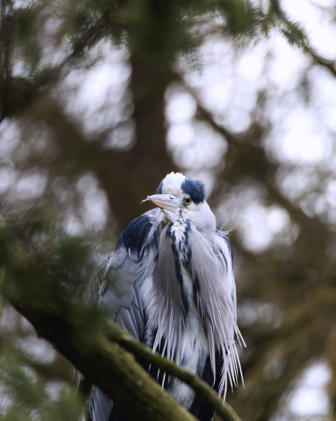 A grey heron on a tree branch with a few feathers in its beak.