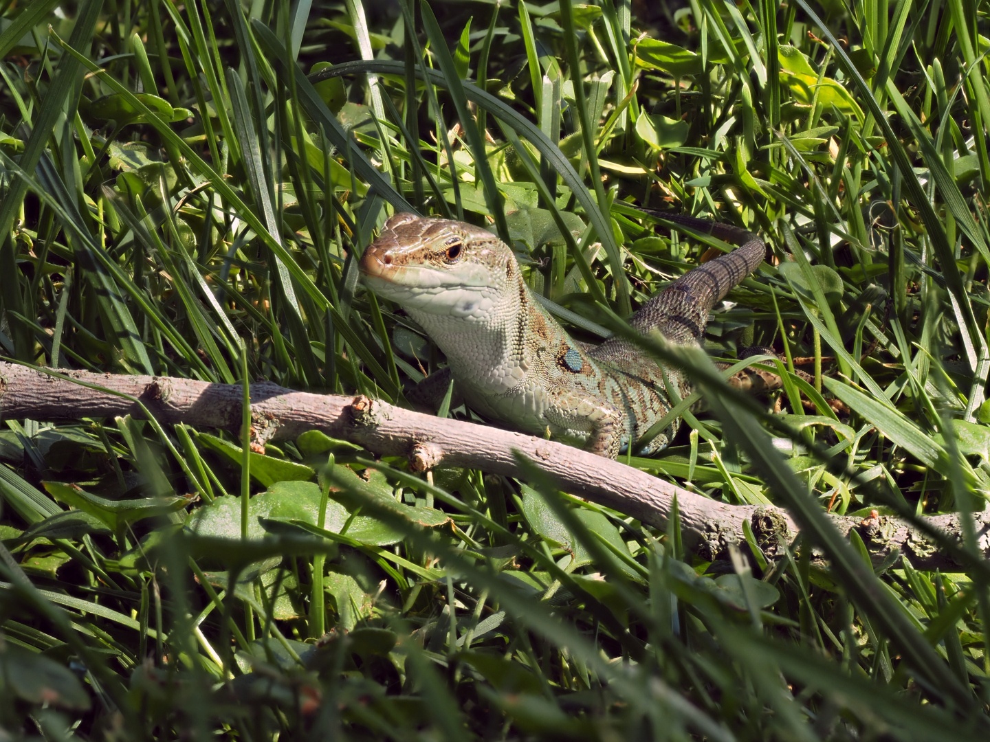 Lizard sitting in grass