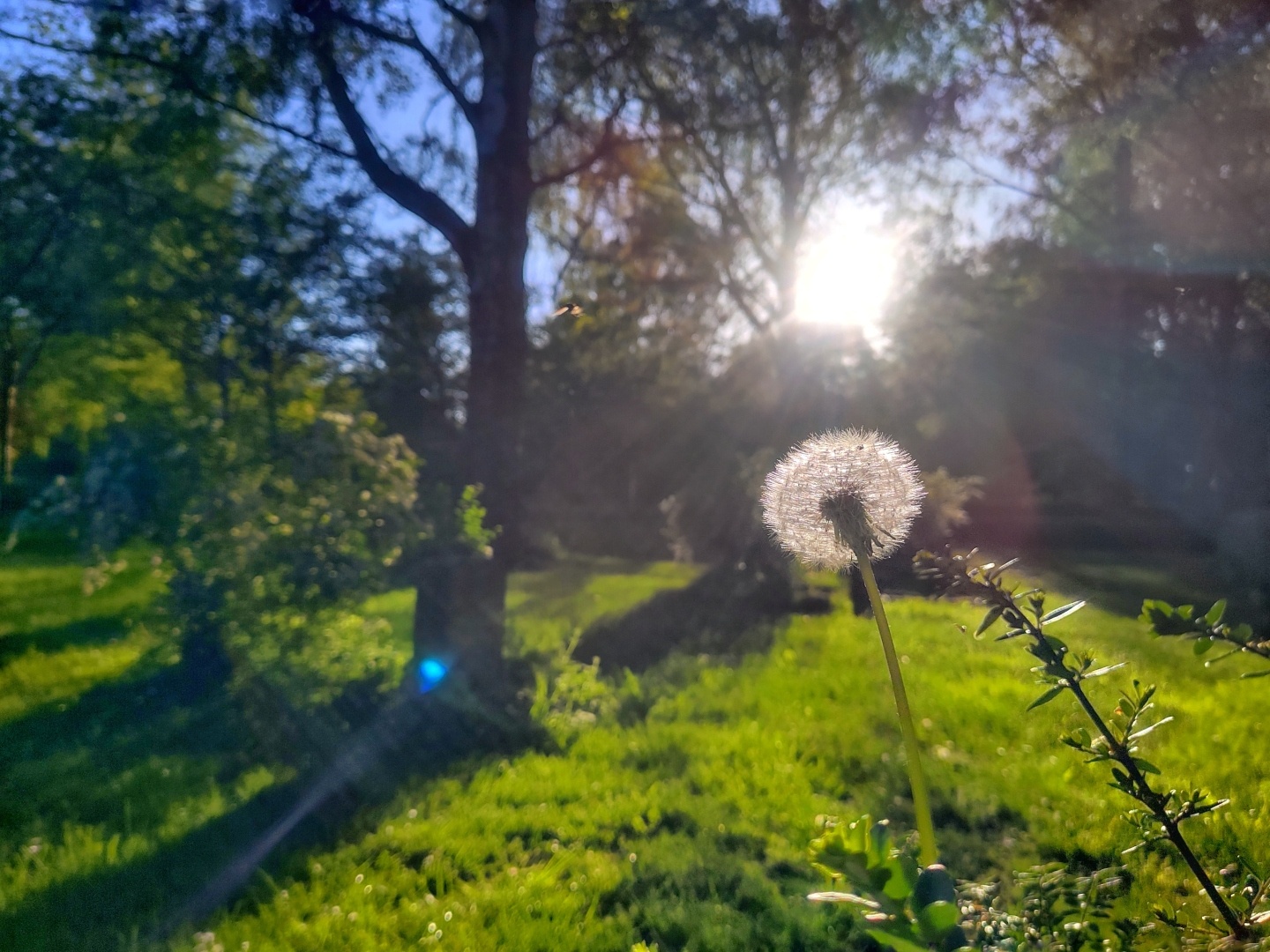 Eine Pusteblume im Gegenlicht vor einer grünen Wiese.