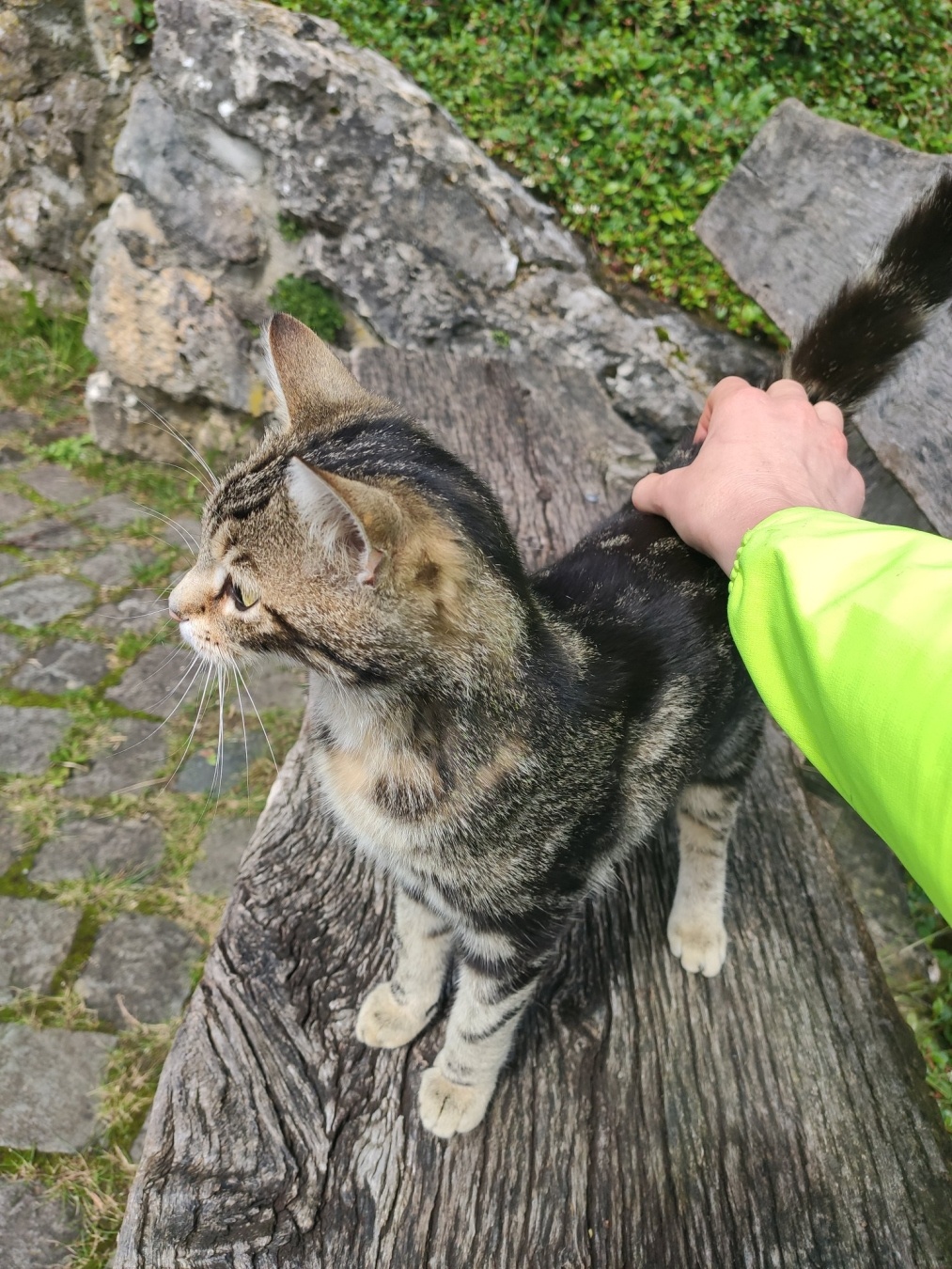 Eine getigerte Katze auf einer Holzbank, wird von einer Hand in neongelbem Ärmel gestreichelt