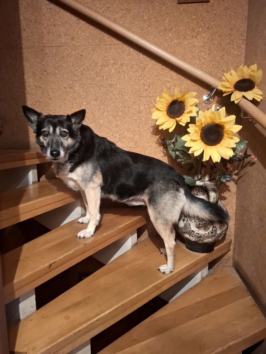 My dog standing in the staircase moving upwards. There are also sunflowers.