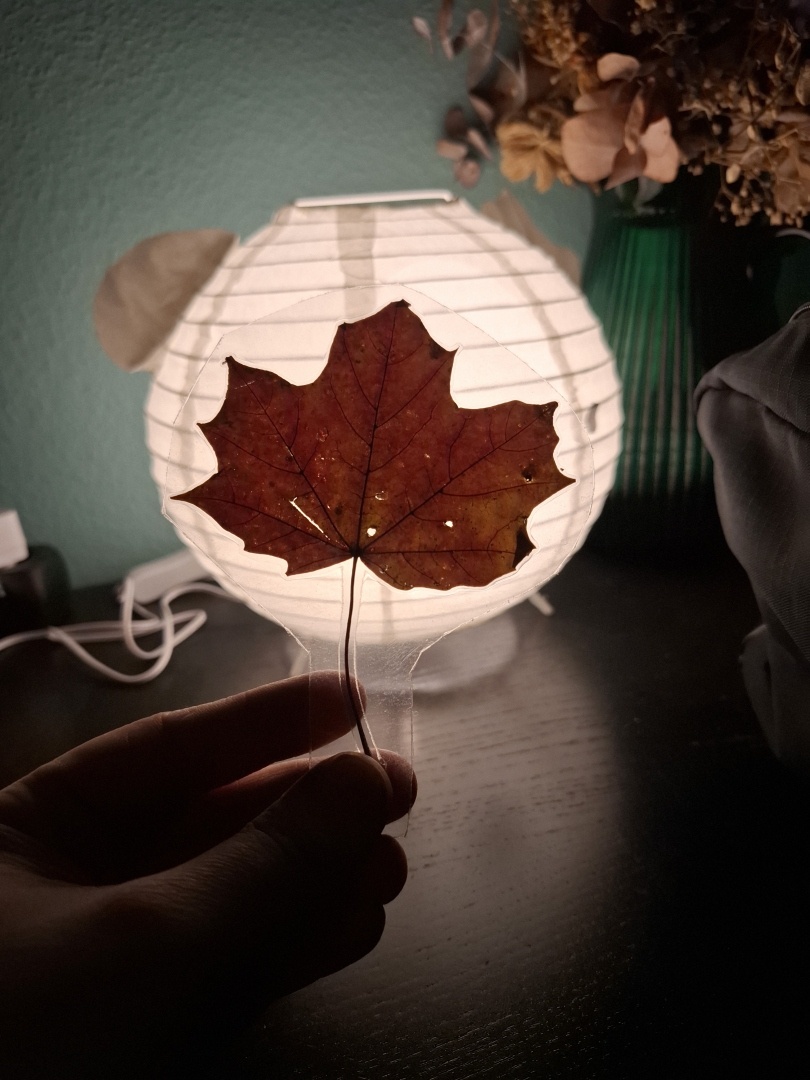 A laminated dried leaf in front of a lamp