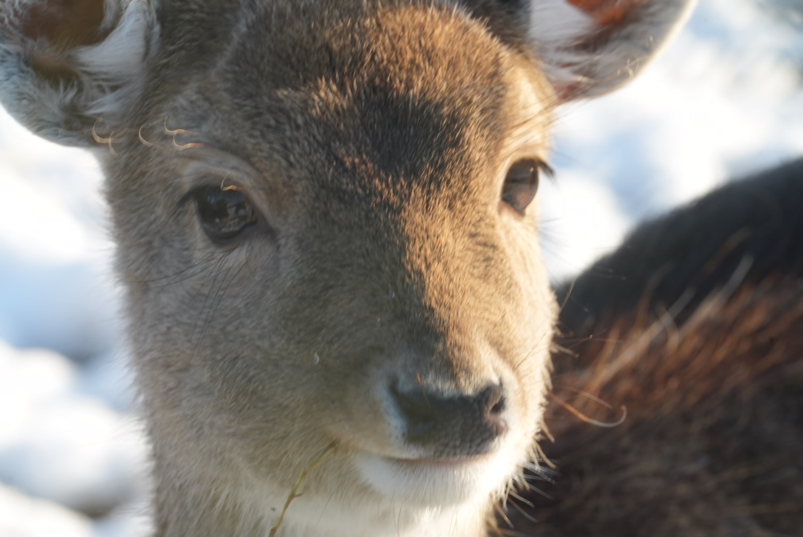 Doe’s a deer a female deer, framed for her head partly clipping ears plus top and in the right (her left) lower corner showing part of her back. Dark winter fur contrasting with highlighted snowy background and her left side’s face lit by a mild yellow-white sun.