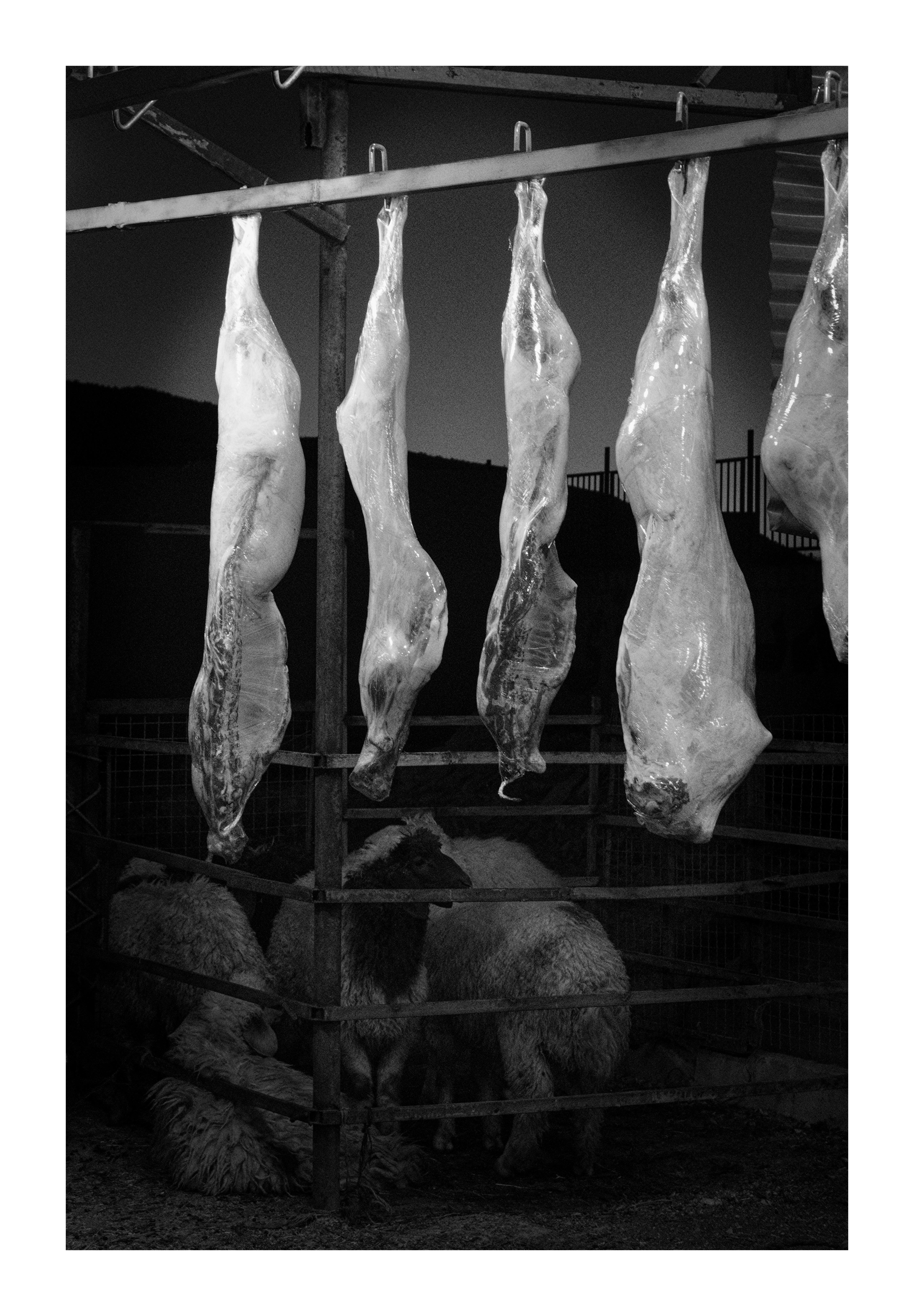 four sheep carcasses hanged from hooks and some sheep are standing behind them in a fence.