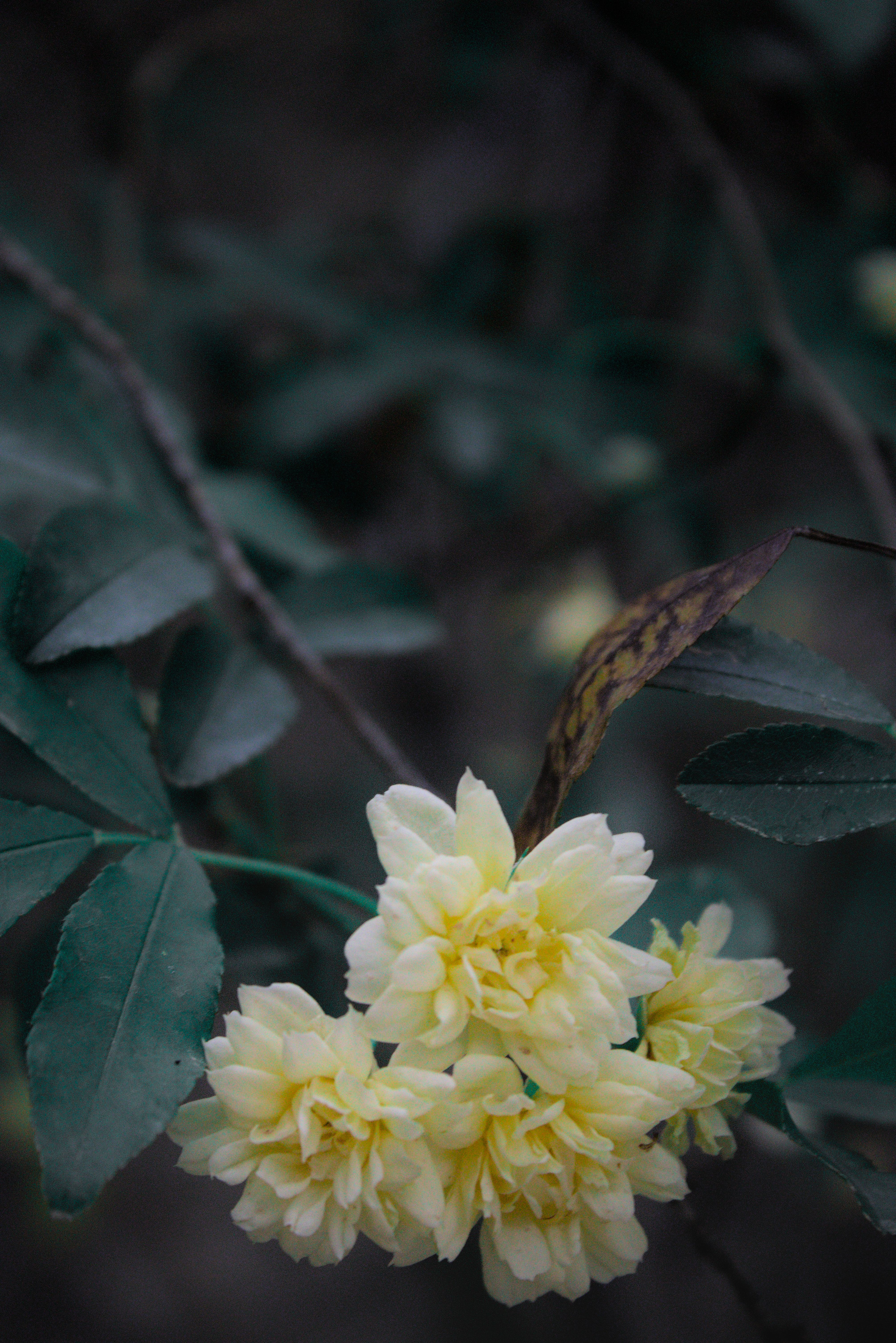 close-up image of a group of 4 Lady Bank's Rose flowers still attached to the branch. there are also small elongated oval shape leaves in the picture but one of them very close to the flowers on their top right is dead. This photo is heavily edited.