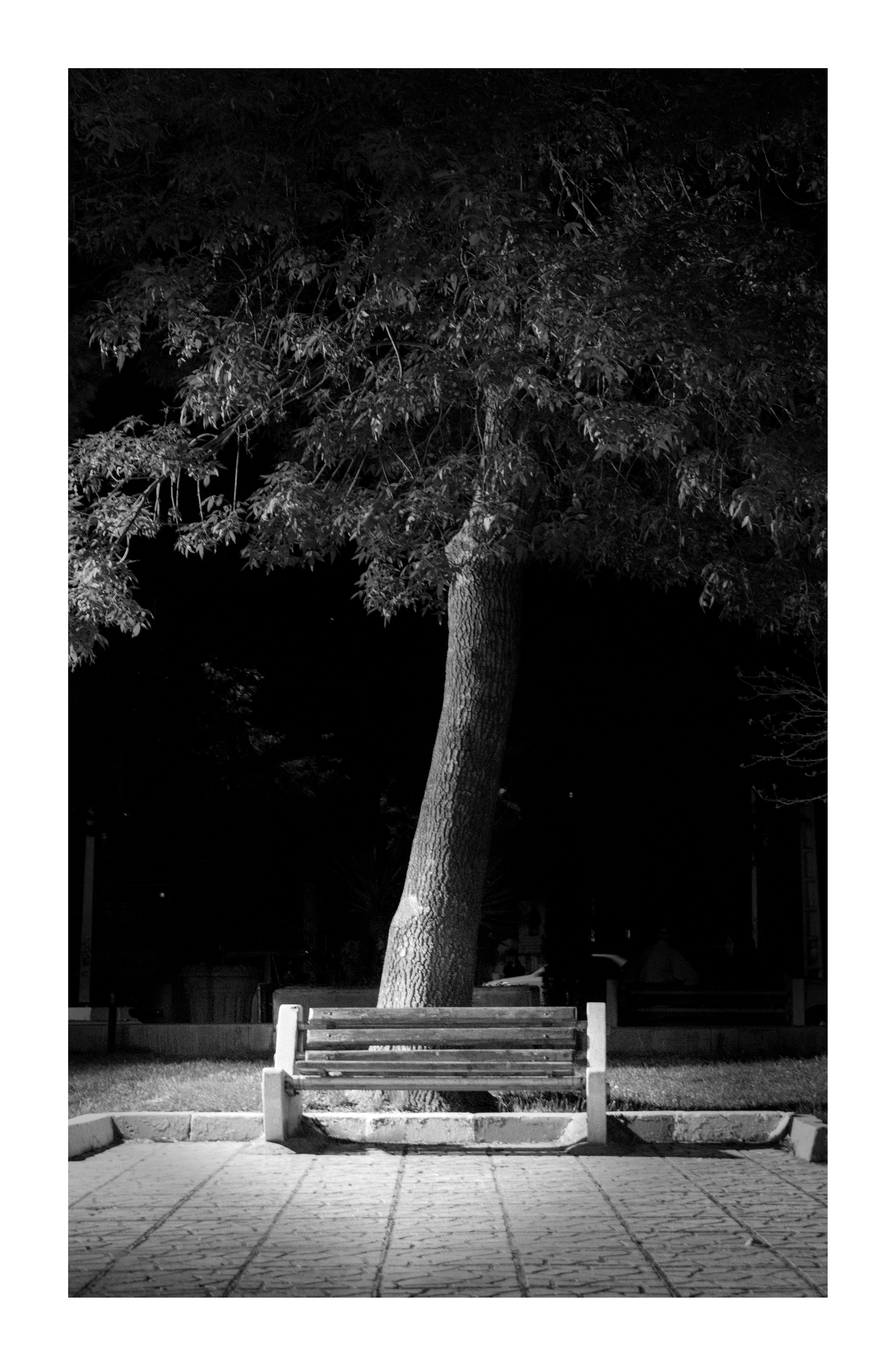 black and white picture of a seat in the park with a tree behind it. Background is darkened so nothing is visible.