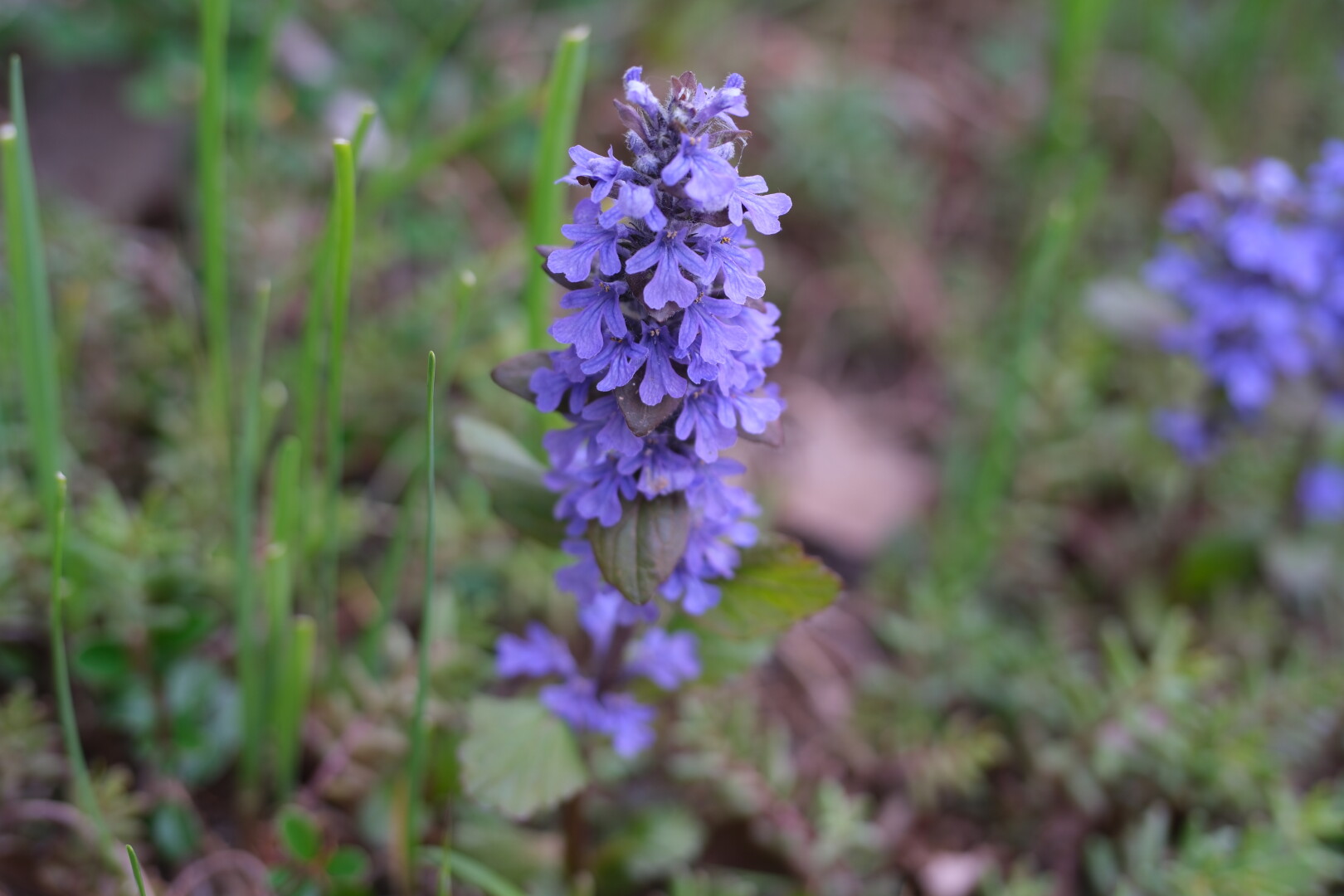 Purple bugleweed flowers.