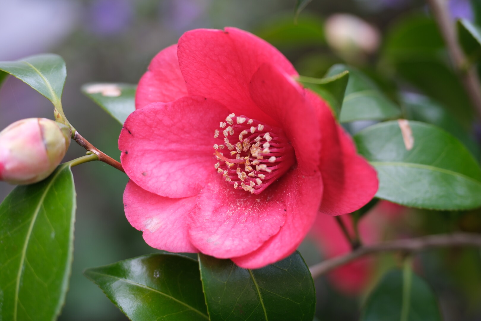 A red camellia flower.