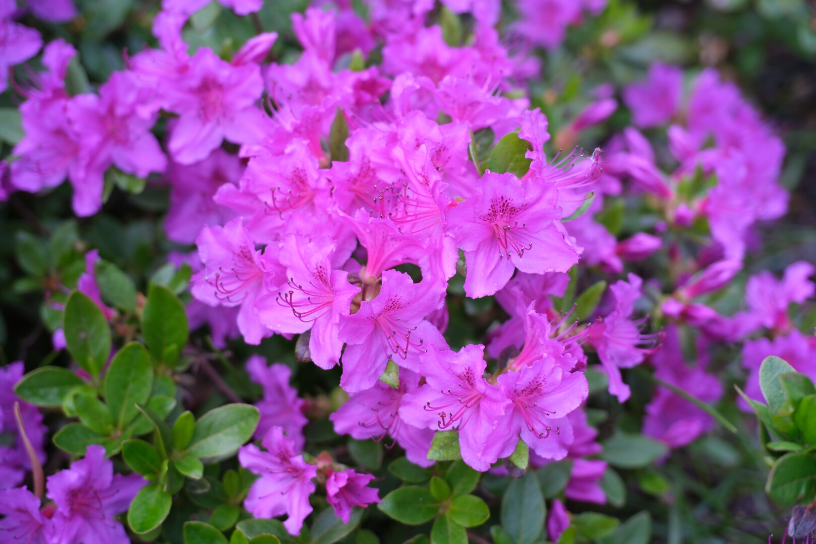 Pink rhododendron flowers.
