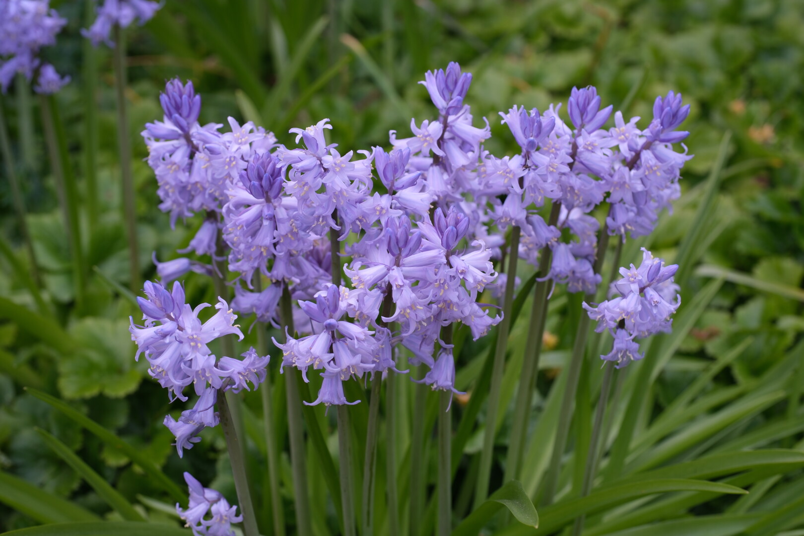 Purple bluebell flowers.
