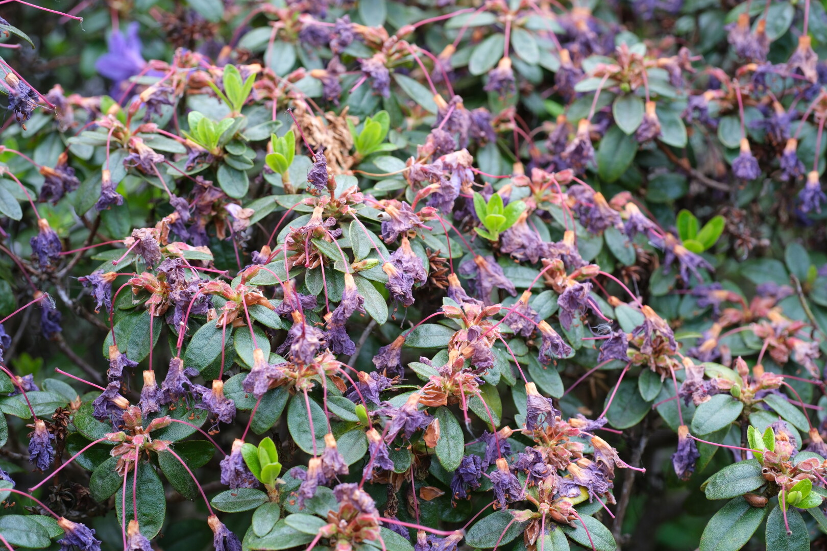 A rhododendron shrub with wilted flowers.