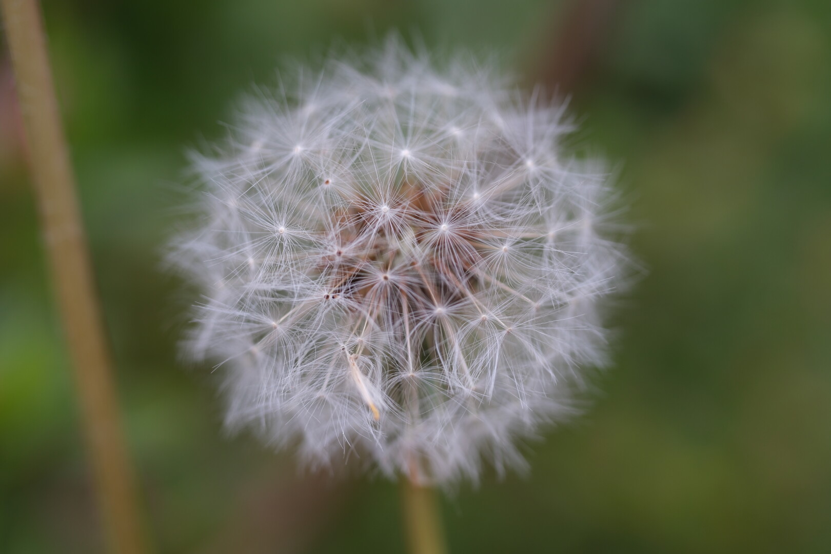 A dandelion with silver fruit.