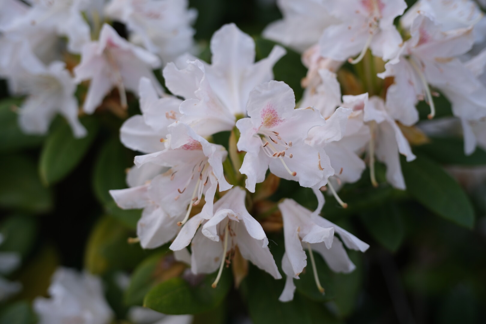 White rhododendron flowers.