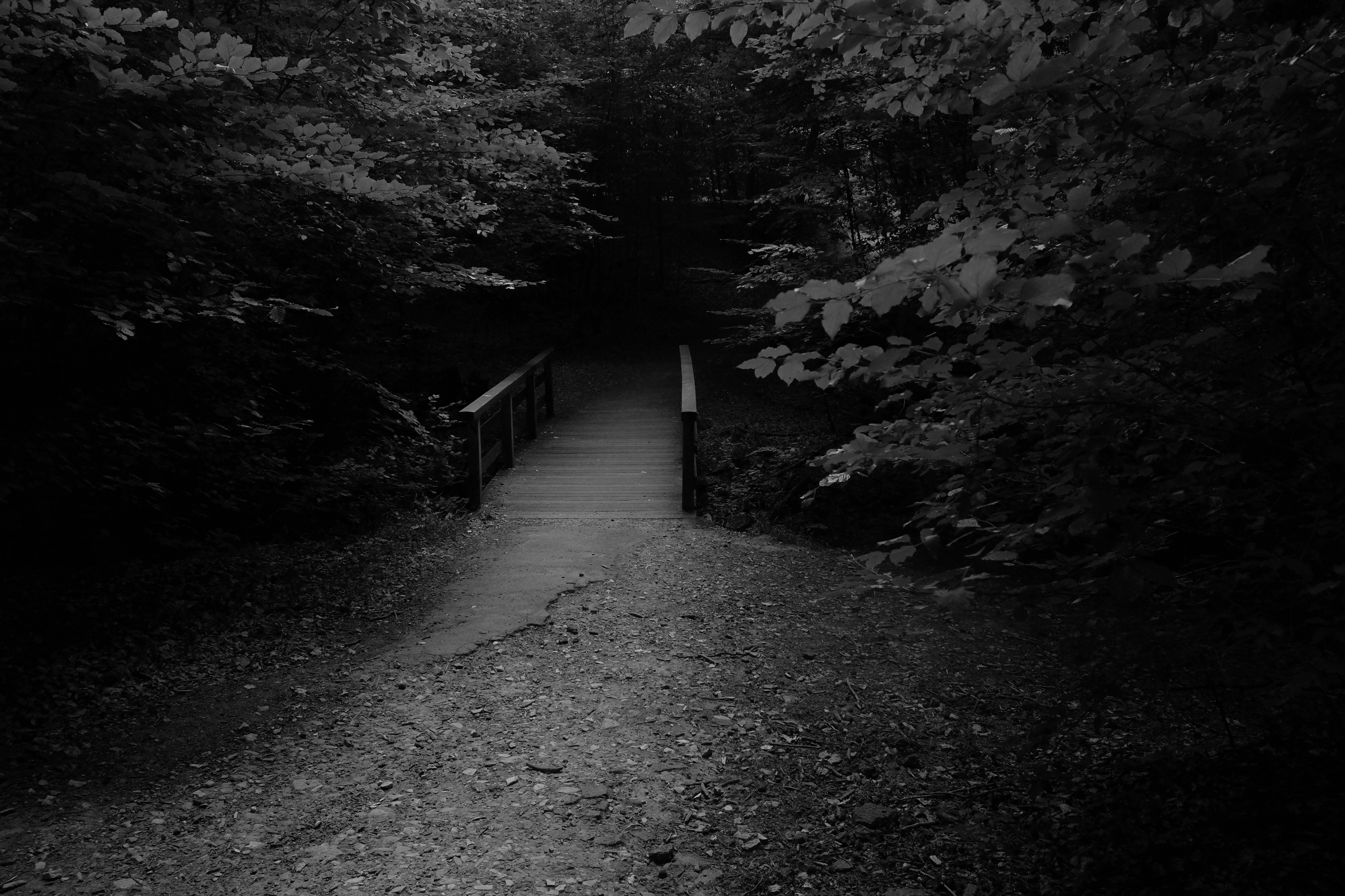 The image depicts a path leading to a small wooden bridge, surrounded by dark, dense foliage, creating a sense of depth and mystery. The photograph is in monochrome, emphasizing the textures and contrast of the scene.