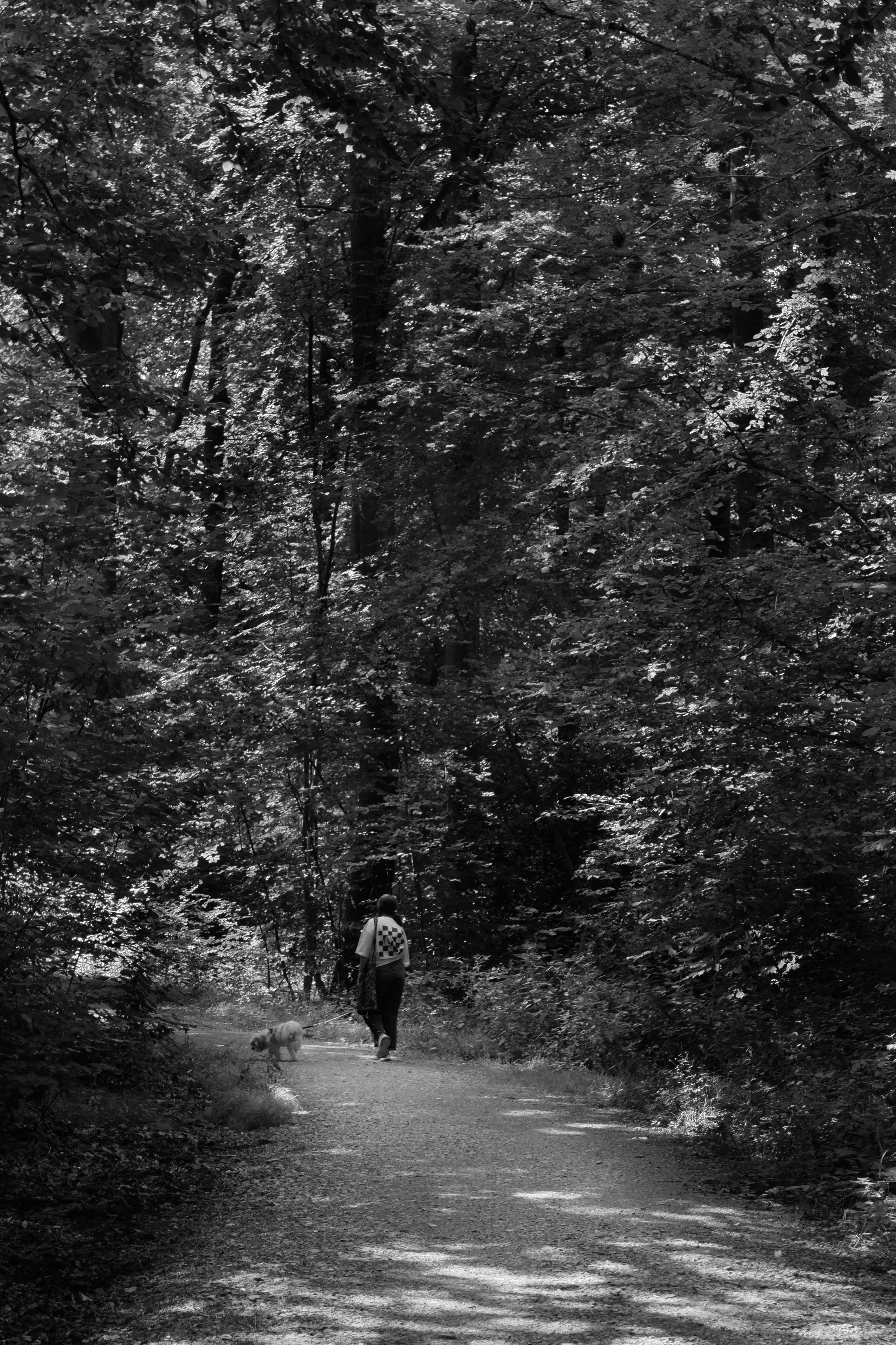 a black and white photo of a dirt way in the forest. a woman with a dog are in the middle of the way. spotted lights are getting through from between the leafs of the tree, creating patterns of light and shadow on the pass and on the smaller vegetations.