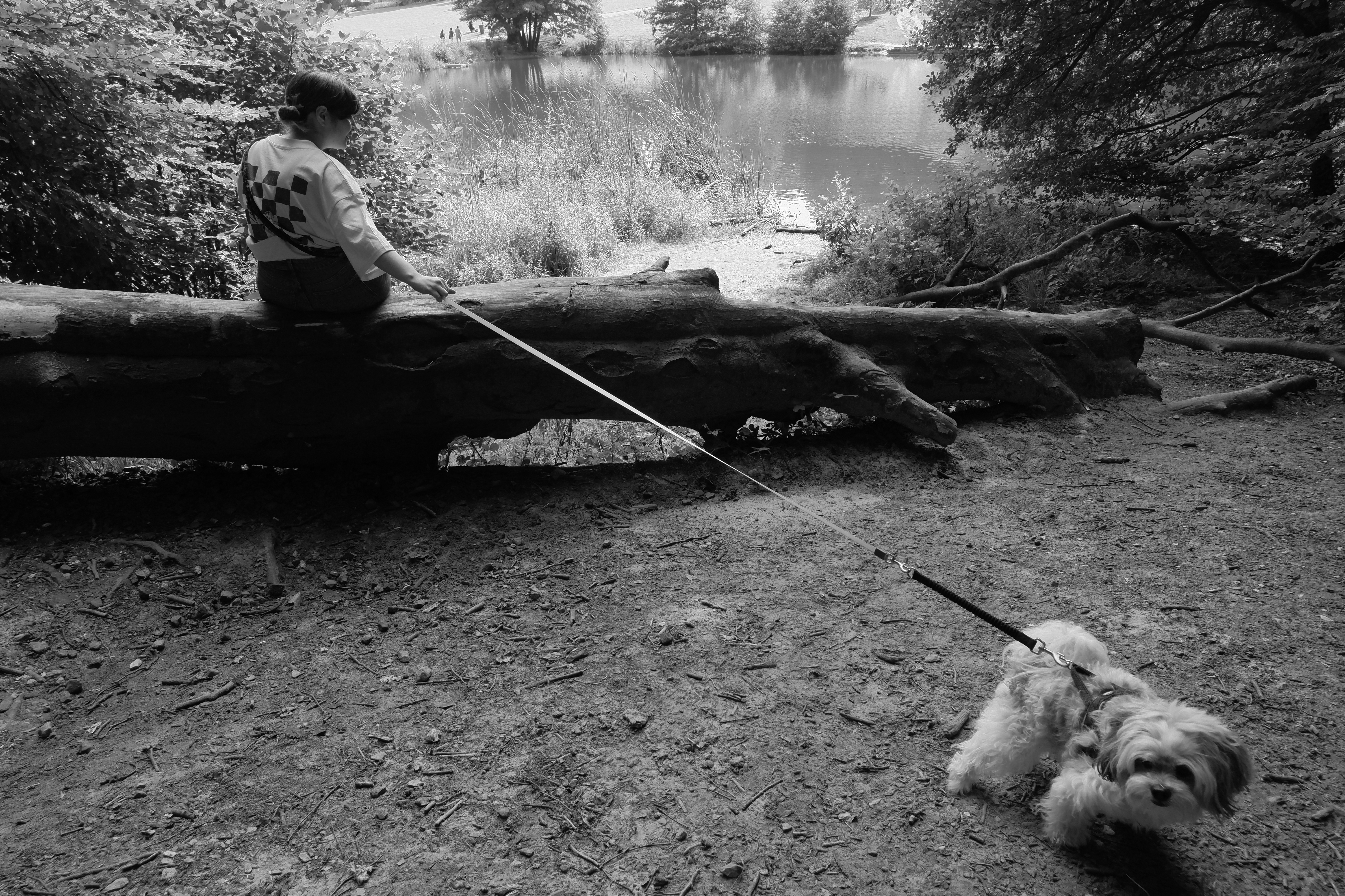 small dog diatorted by the lense of the photo is pull on his leash, the owner on the opposite side of the photo sitting with her back to the camera on a fallen tree.