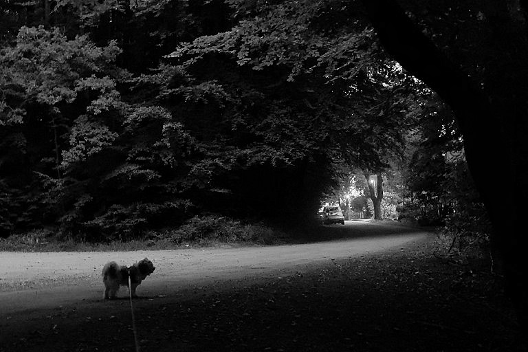 a black and white picture of a forest road with a a small dog silhouetting against the light reflected on the road ground.