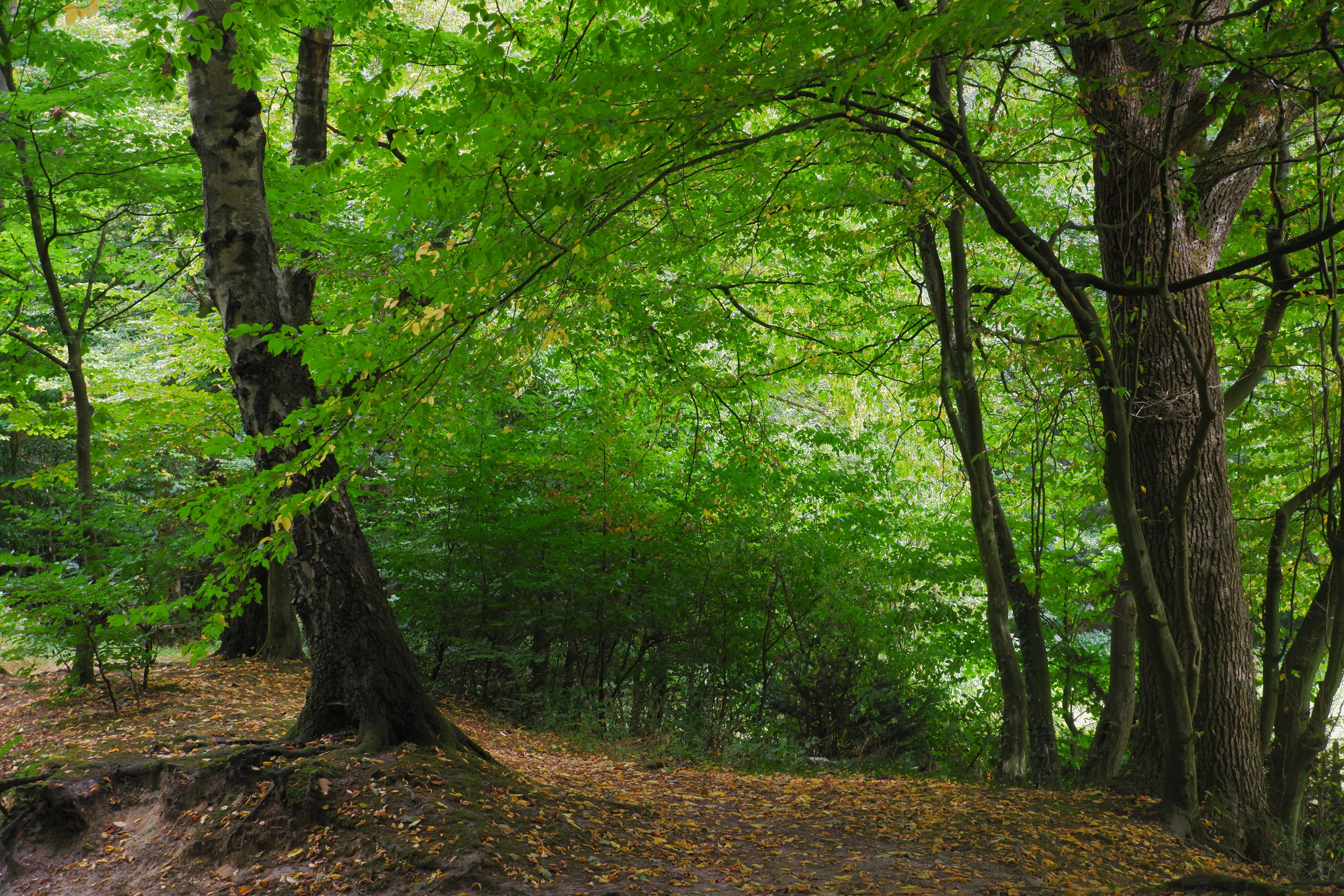 The image depicts a forest, characterized by a dense growth of trees and other vegetation, with a path winding through fallen leaves on the forest floor.