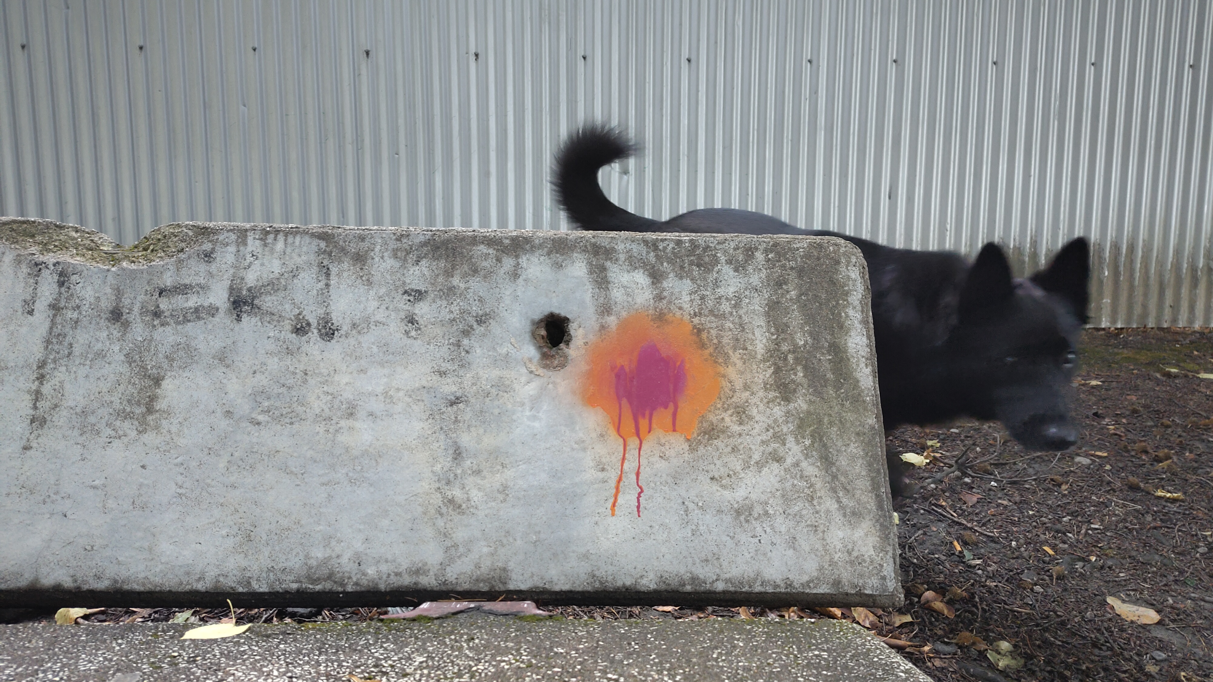 a grey concrete bench with one purple and orange spray painted circle seamlessly transitions to a grey metal wall. between bench and wall a black dog photobombs the scene