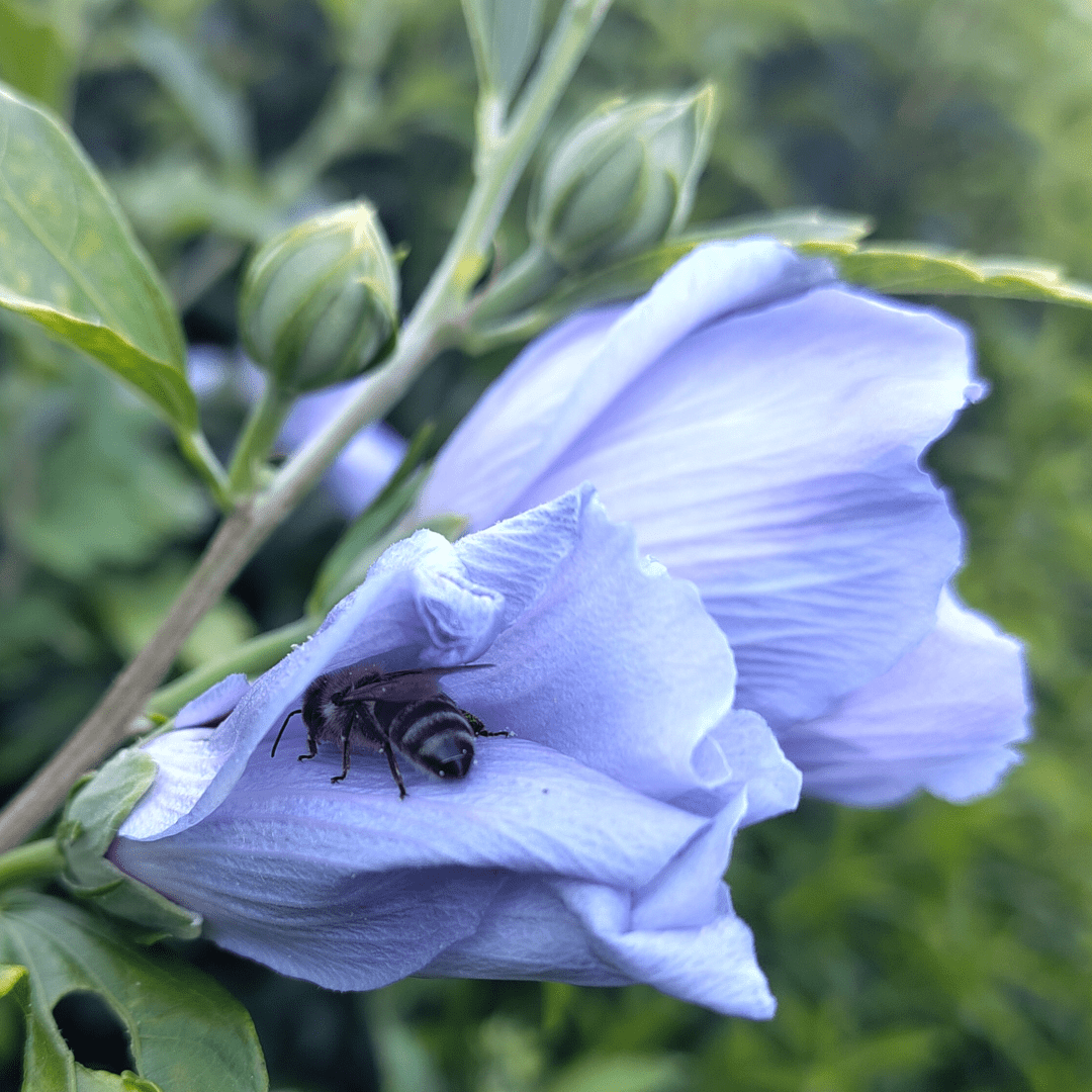 A bee sleeping in a hibiscus flower.